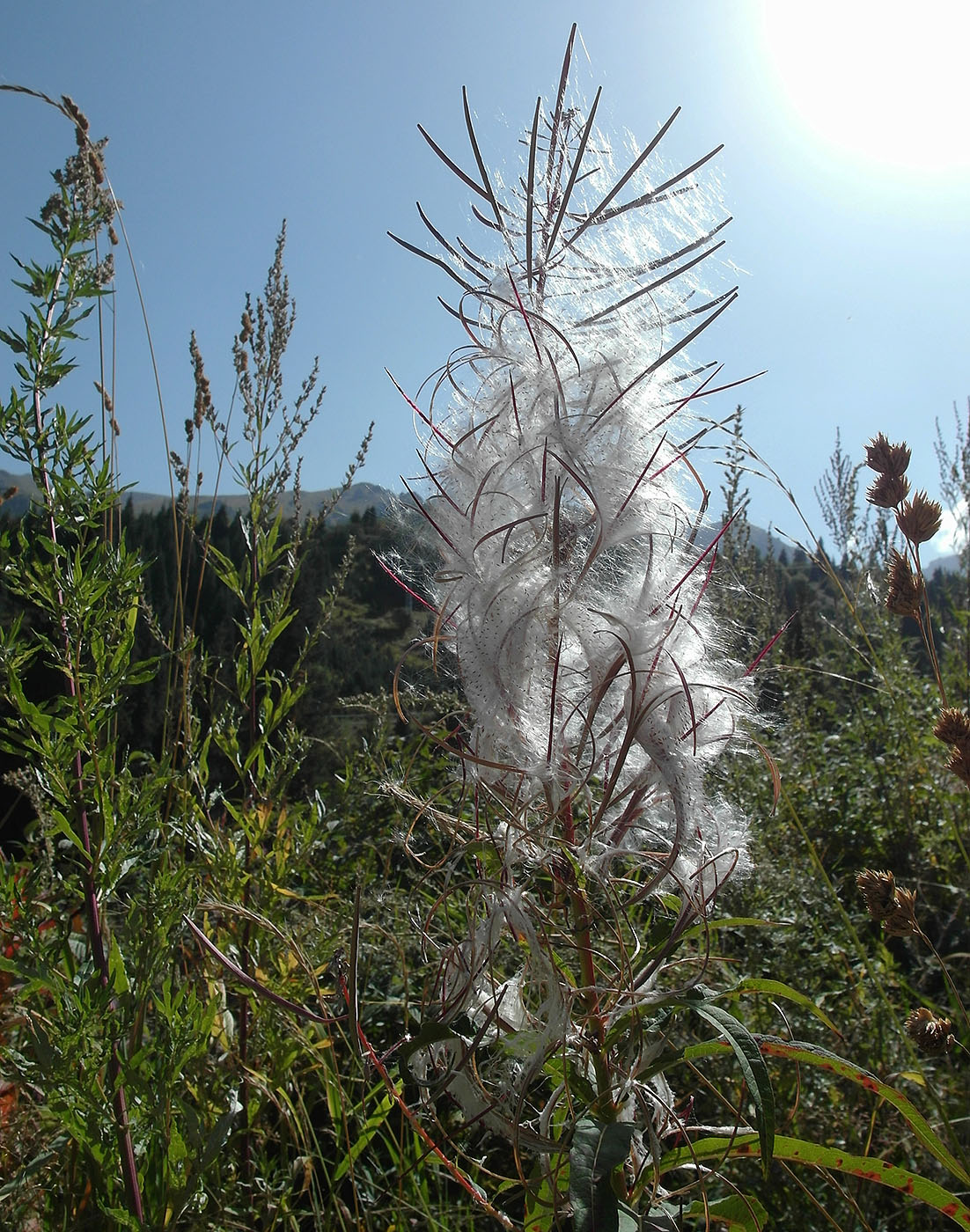 Image of Chamaenerion angustifolium specimen.