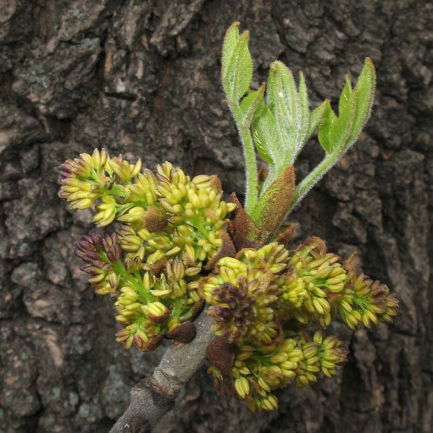 Image of Fraxinus pennsylvanica specimen.