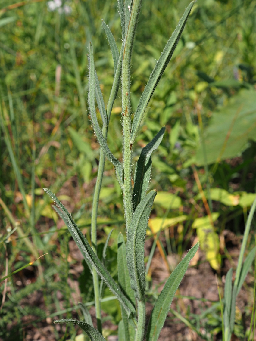 Изображение особи Pilosella echioides.