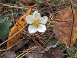 Fragaria vesca. Цветок вторичного цветения. Ульяновск, Заволжский р-н, парк им. 40-летия ВЛКСМ. 15.10.2026.