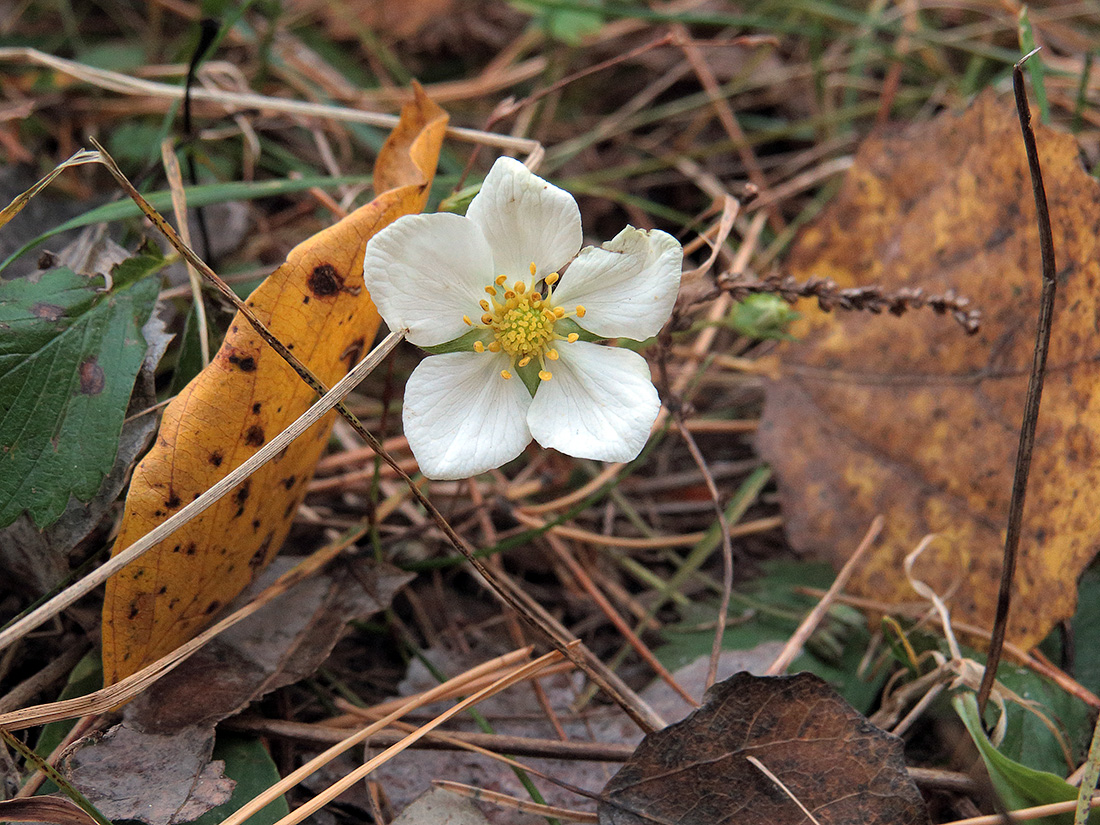 Изображение особи Fragaria vesca.
