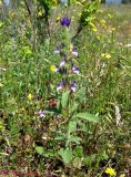 Salvia viridis