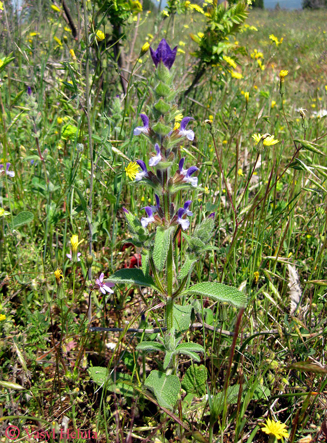 Изображение особи Salvia viridis.