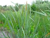 Typha latifolia. Верхняя часть растения с расцветающими мужскими и бутонизирующими женскими соцветиями. Саратовская обл., г. Саратов, пос. Пристанное, Волгоградское водохранилище. 28.06.2008.