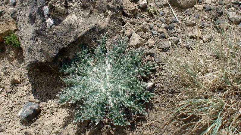 Image of Jurinella subacaulis specimen.