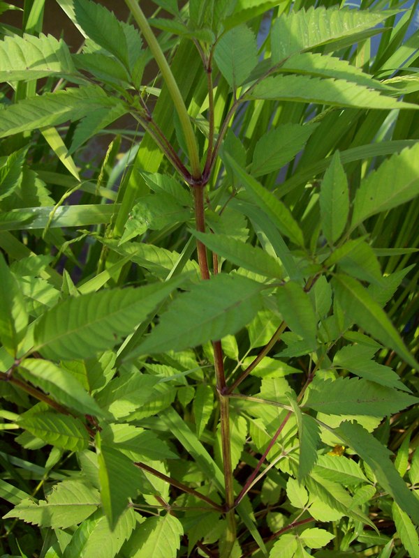 Image of Bidens frondosa specimen.