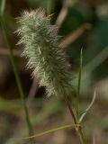 Trifolium angustifolium. Созревающее соплодие. Южный берег Крыма, лес возле Понизовки. 1 июля 2011 г.