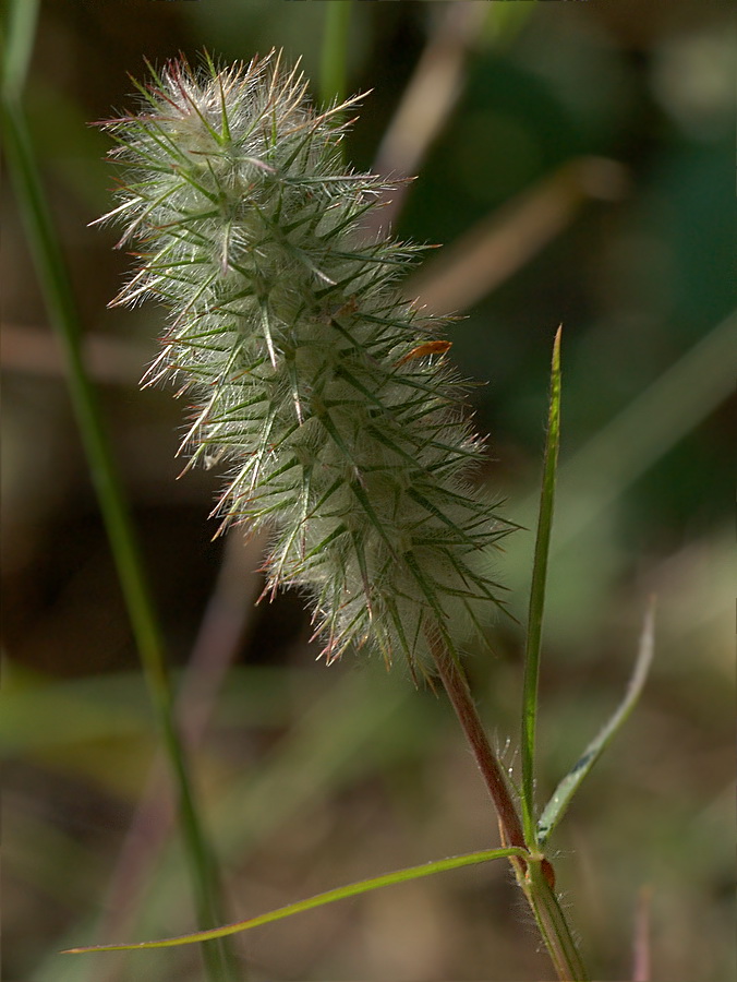 Image of Trifolium angustifolium specimen.