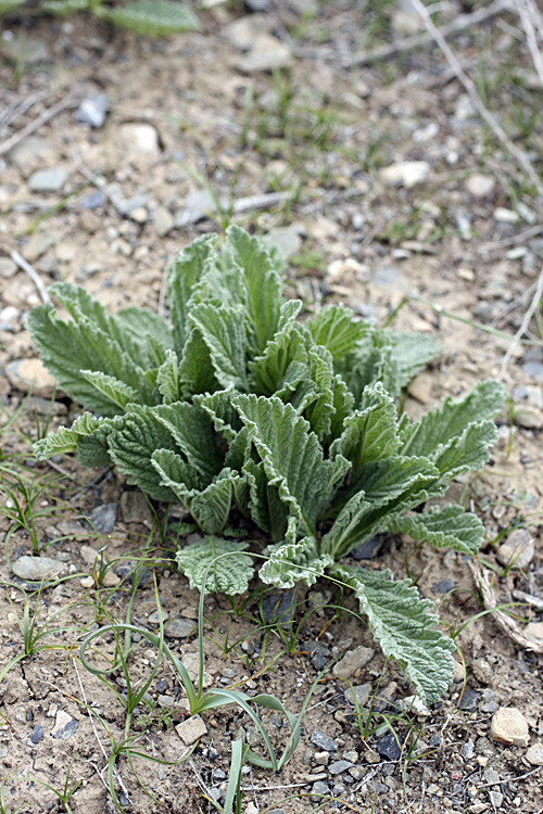 Image of Phlomoides uniflora specimen.