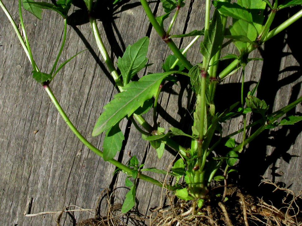 Image of Bidens minor specimen.