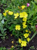 Oenothera tetragona