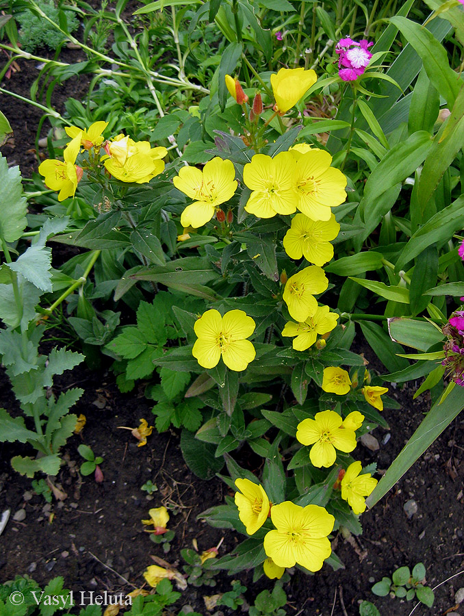 Image of Oenothera tetragona specimen.