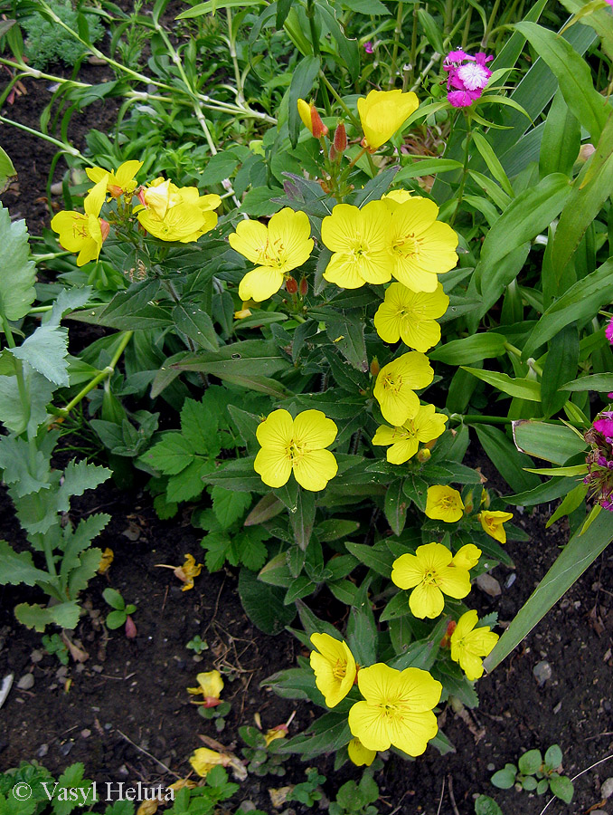 Изображение особи Oenothera tetragona.