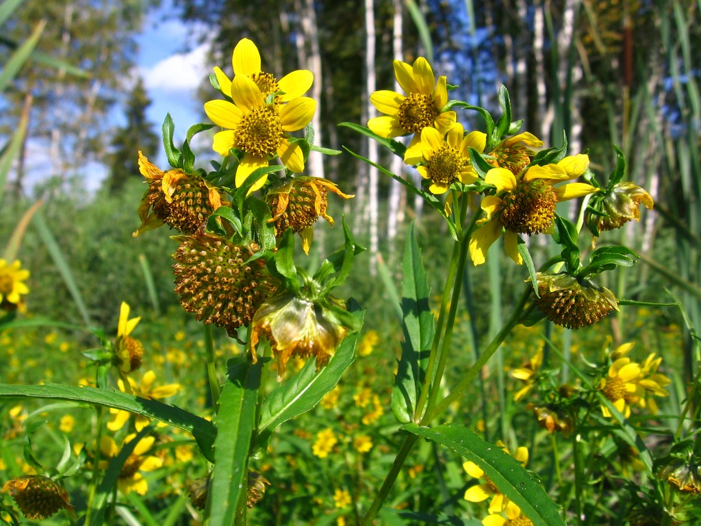 Изображение особи Bidens cernua var. radiata.