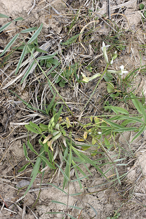 Image of genus Astragalus specimen.