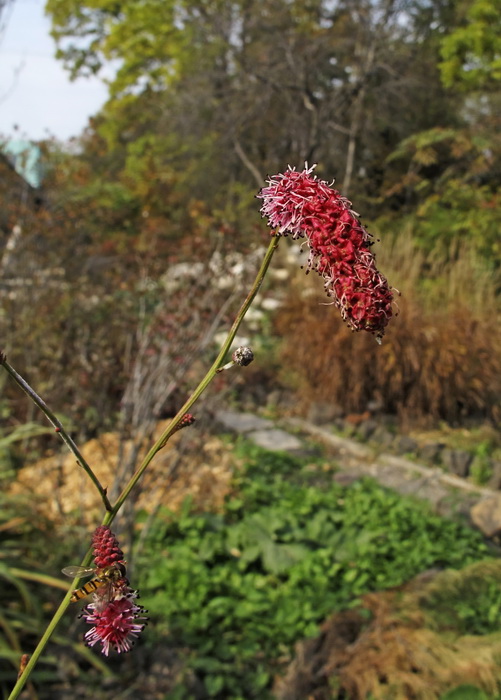 Изображение особи Sanguisorba magnifica.