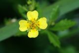 Potentilla erecta