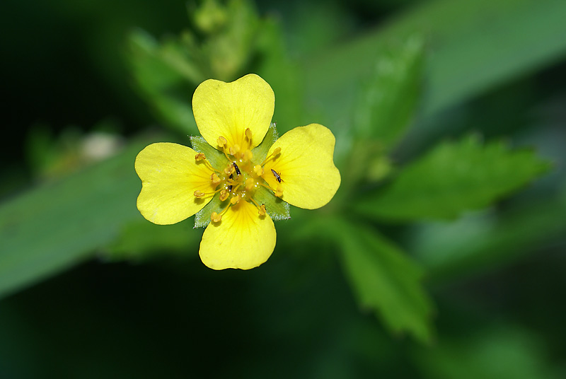 Изображение особи Potentilla erecta.