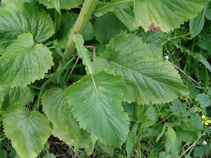 Изображение особи Tephroseris cladobotrys.