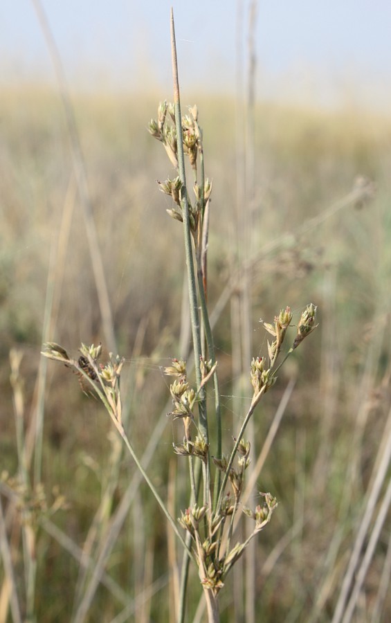 Image of Juncus maritimus specimen.