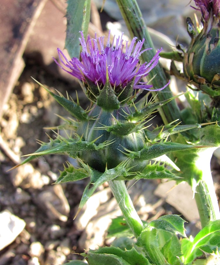 Image of Silybum marianum specimen.