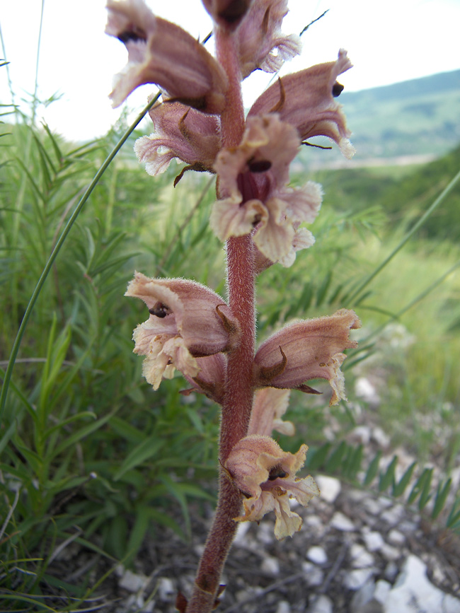 Image of Orobanche alba specimen.