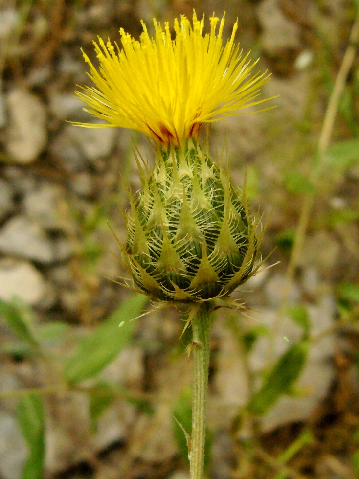 Image of Stizolophus balsamita specimen.