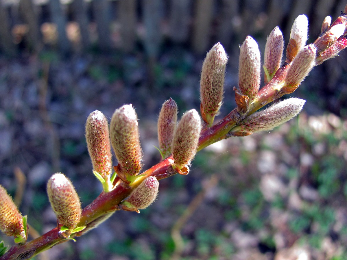 Изображение особи Salix udensis.