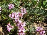 Thymus roegneri. Цветущее растение. Крым, ландшафтный заказник \"Мыс Айя\". Июнь 2004 г.