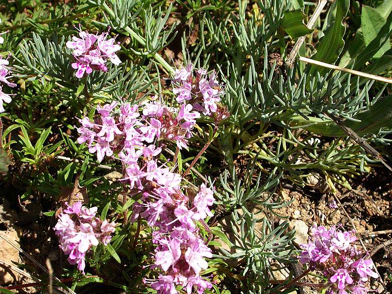 Изображение особи Thymus roegneri.