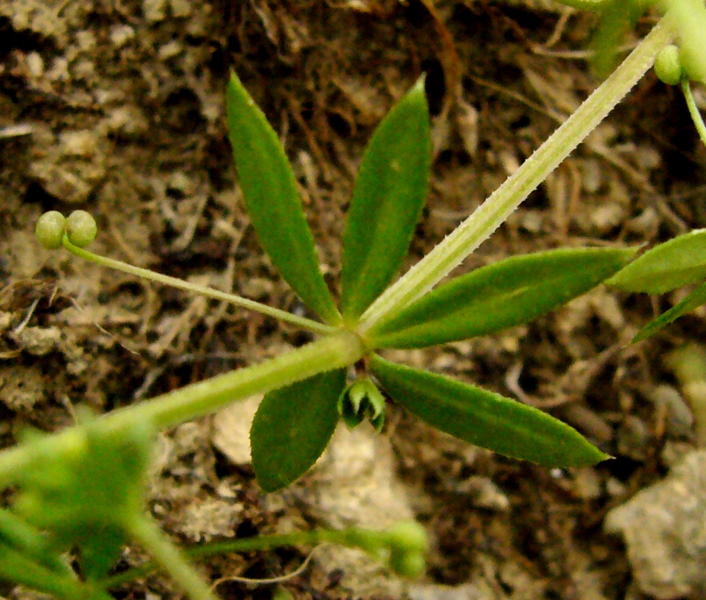 Image of Galium tricornutum specimen.