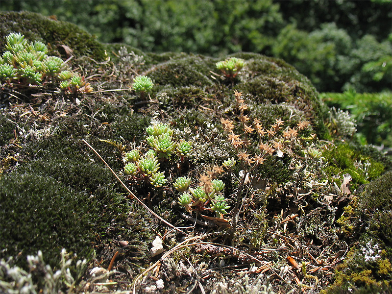 Изображение особи Sedum antiquum.