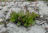 Bergenia crassifolia
