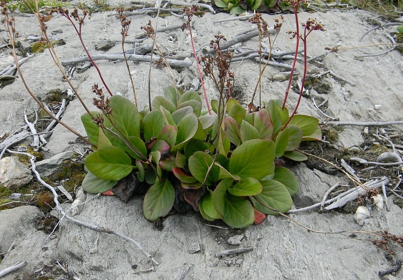 Image of Bergenia crassifolia specimen.