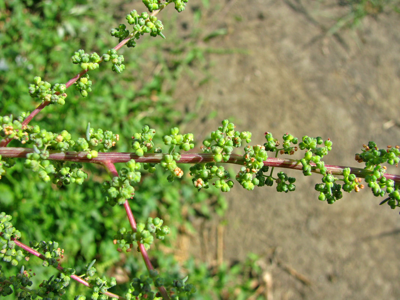 Image of Suaeda altissima specimen.