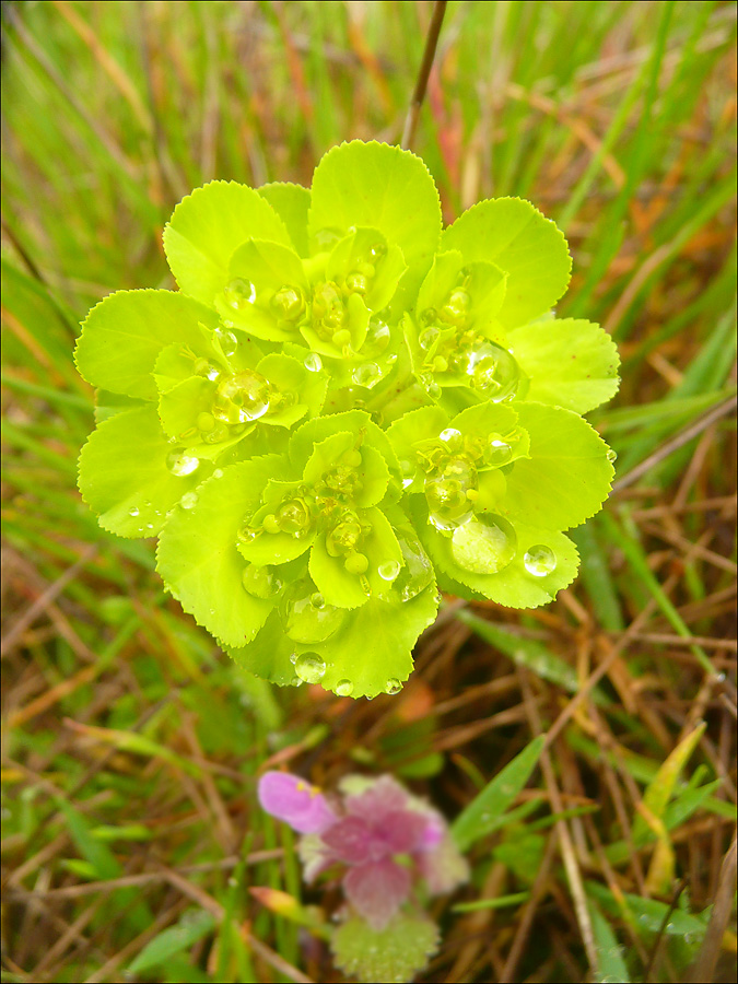 Image of Euphorbia helioscopioides specimen.