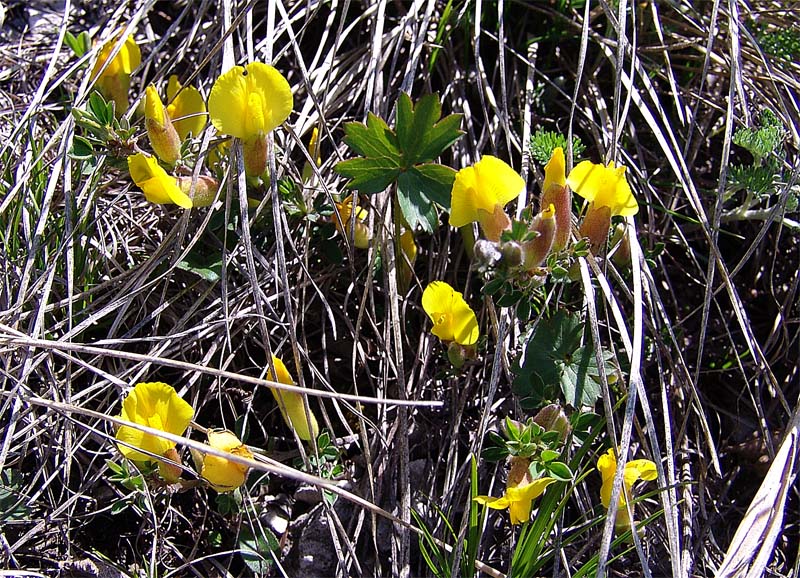 Image of Chamaecytisus wulffii specimen.