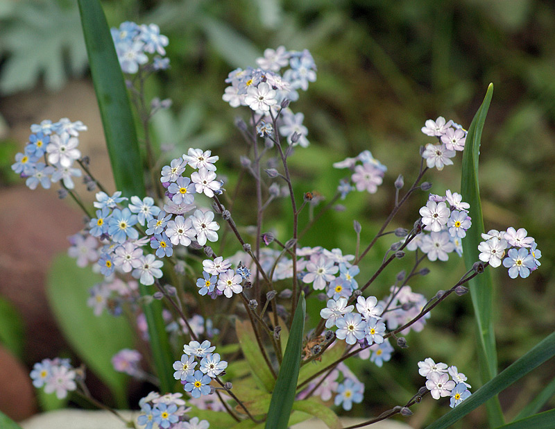 Image of Myosotis sylvatica specimen.