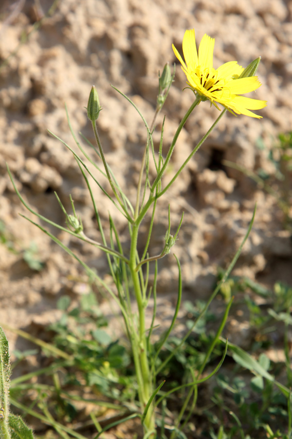 Изображение особи Koelpinia macrantha.