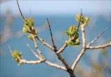 Rhus coriaria. Веточки с распускающейся листвой. Черноморское побережье Кавказа, Геленджикский район, севернее п. Кабардинка, шибляк. 23 апреля 2012 г.