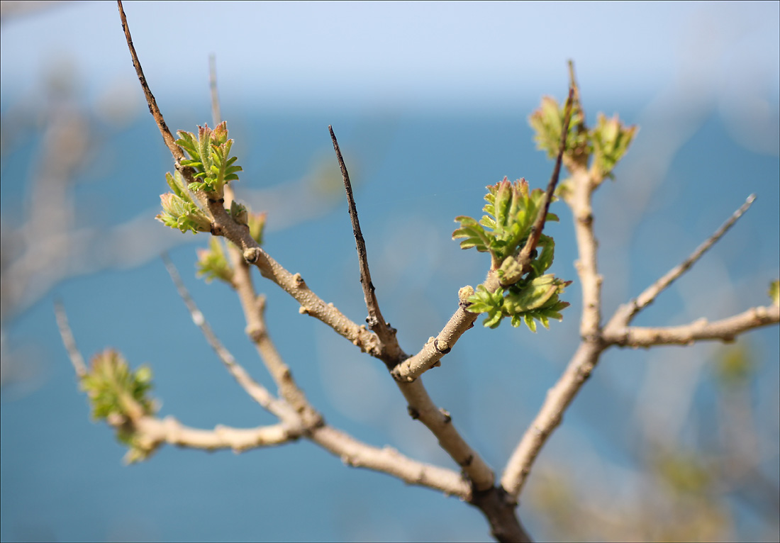 Image of Rhus coriaria specimen.