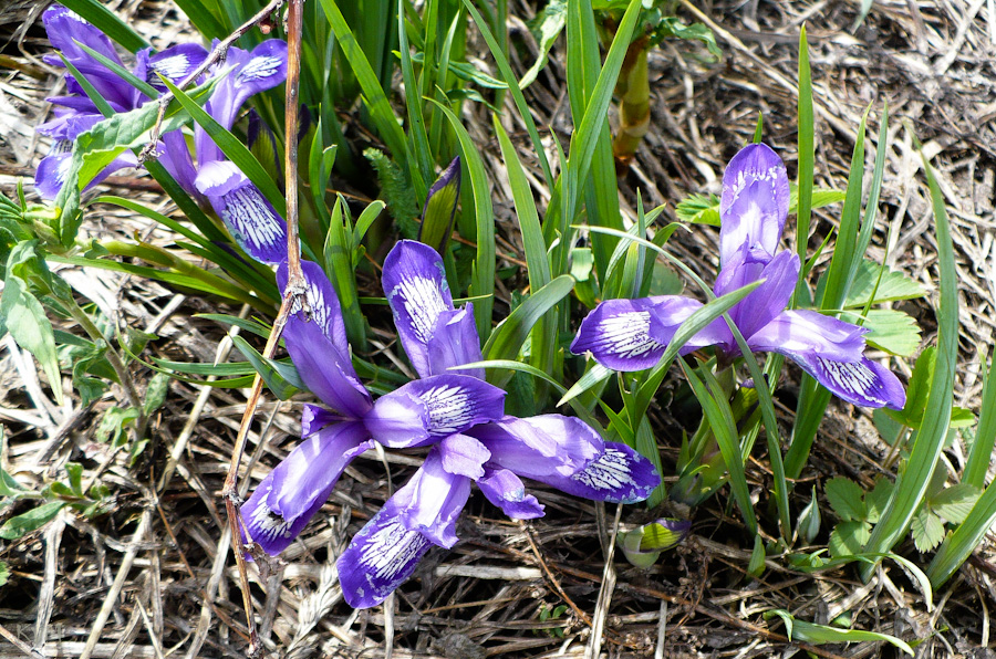 Image of Iris ruthenica specimen.