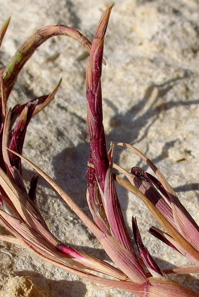 Изображение особи Parapholis marginata.