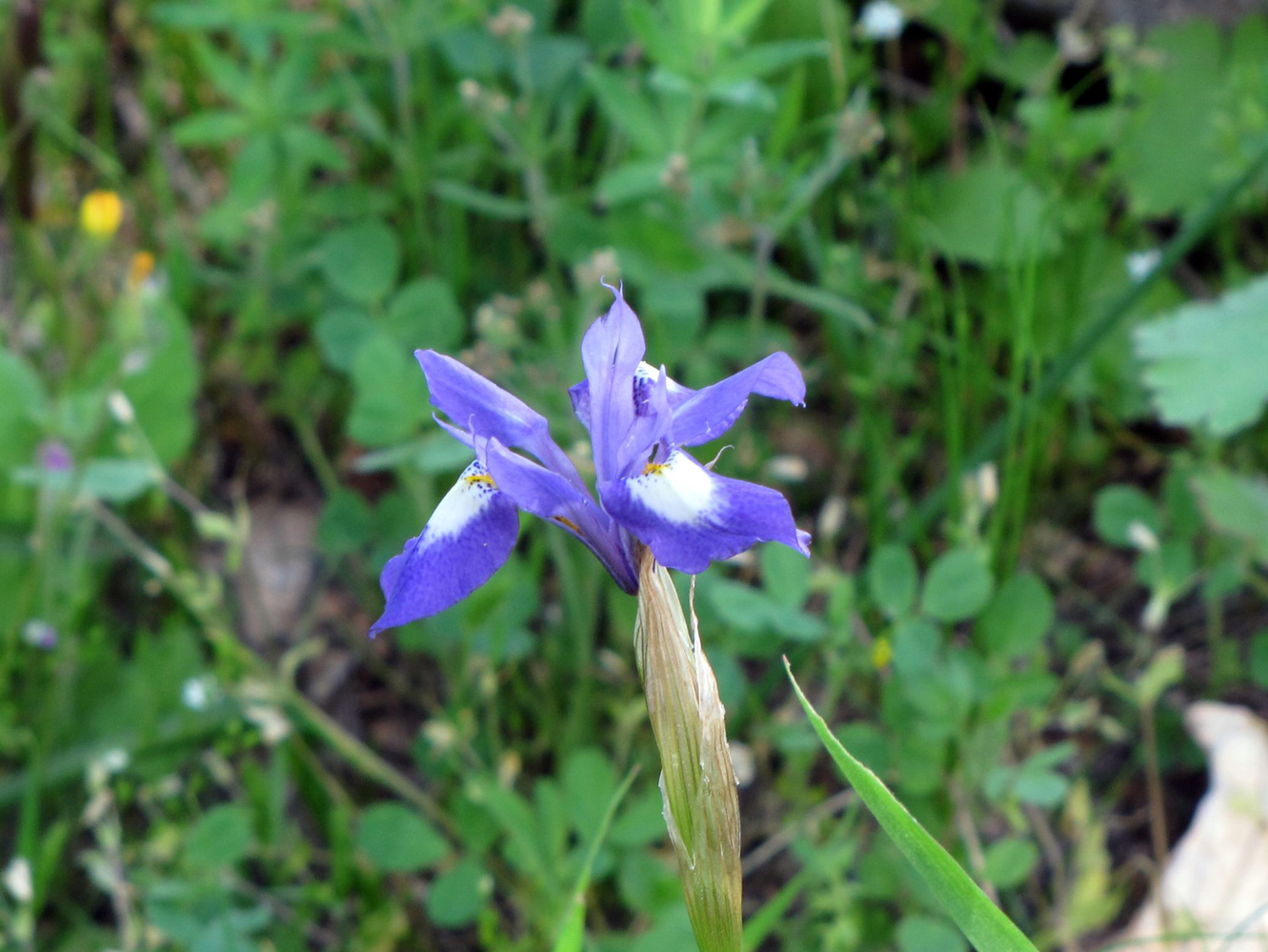 Image of Moraea sisyrinchium specimen.