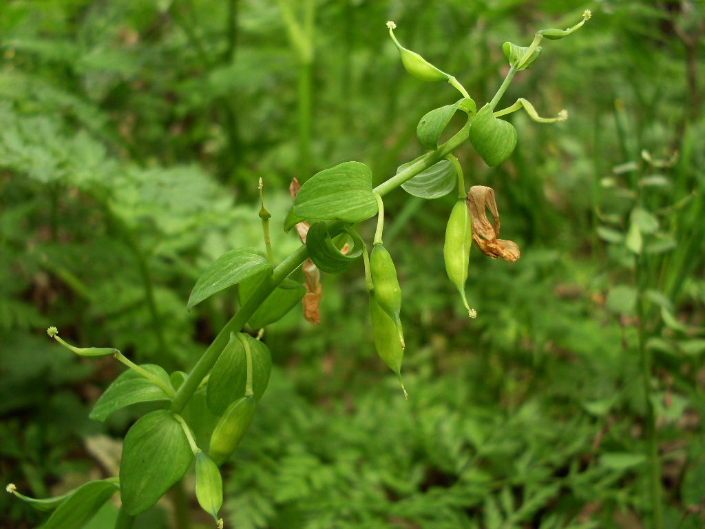 Image of Corydalis marschalliana specimen.