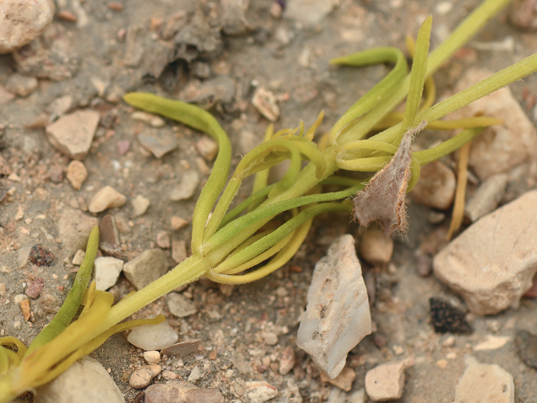 Изображение особи Pteranthus dichotomus.