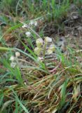 Muscari neglectum. Плодоносящее растение. Крым, г. Ялта, в культуре. 30 мая 2012 г.