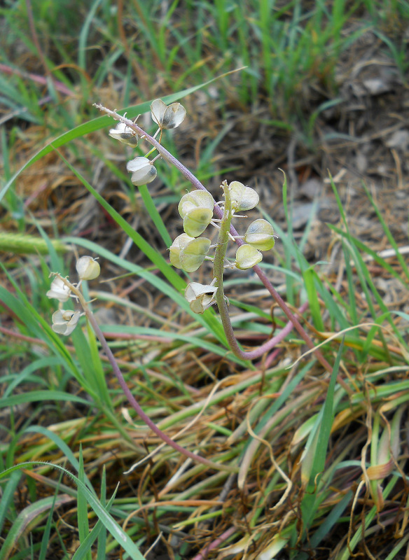 Изображение особи Muscari neglectum.