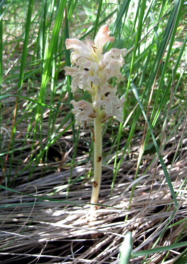 Image of Orobanche caryophyllacea specimen.