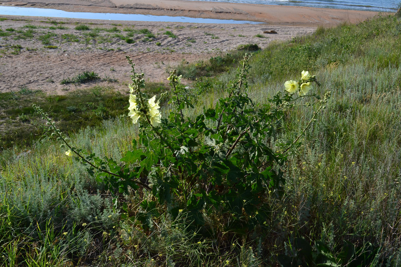 Image of Alcea rugosa specimen.